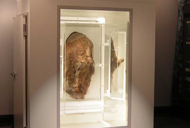 北海道大学 総合博物館「マンモス展」特別展示用ケース製作