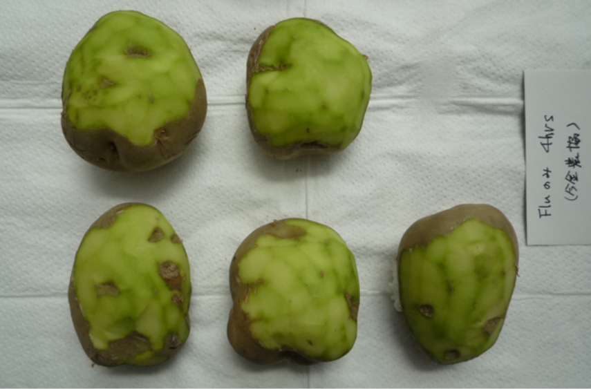 図2-1）貯蔵（76日）後の萌芽状況（光照射区）