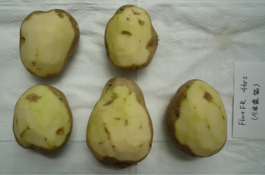 図2-2）貯蔵（76日）後の萌芽状況（暗所下）